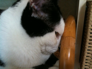 image-20100711095521.png